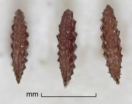   Seeds:   Oxalis corniculata , edge view; Photo by D. Walters and C. Southwick, Table Grape Weed Disseminule ID
